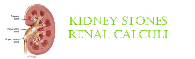 kidney